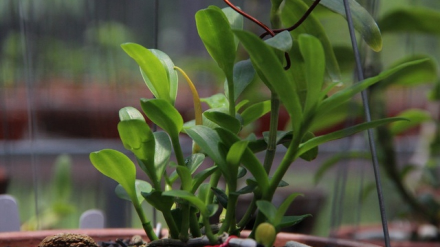 Chi 32 tỷ đồng mua 3 cây lan đột biến gen