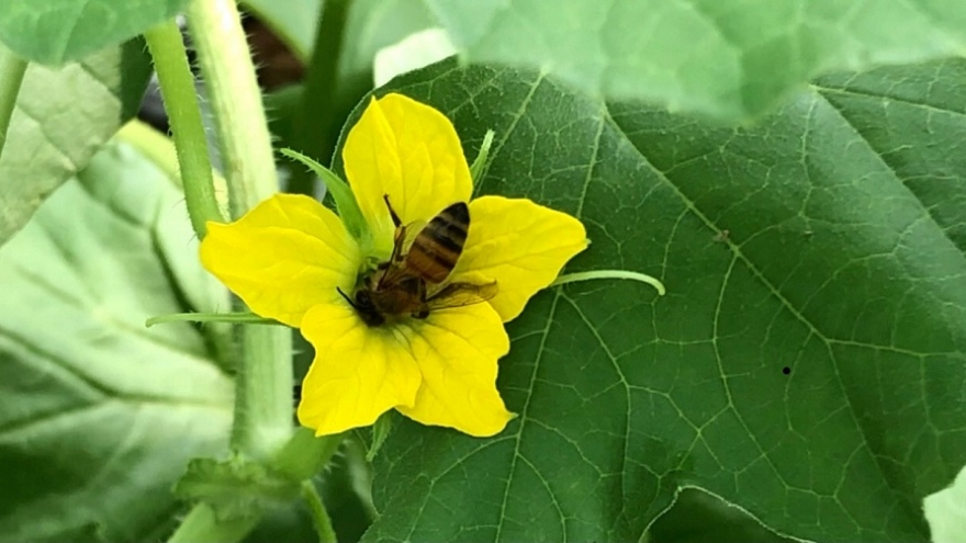 Nông dân Hậu Giang nuôi ong thụ phấn cho dưa
