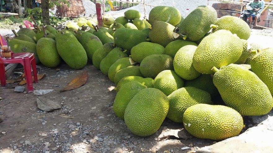 Nhà vườn ĐBSCL đổ xô trồng mít Thái, lo cung vượt quá cầu