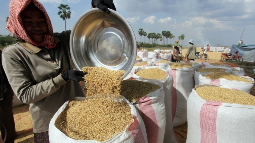Xuất khẩu gạo của Campuchia tăng mạnh trong 6 tháng đầu năm