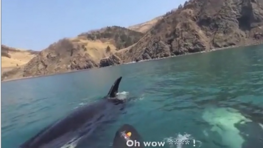 Video: Khoảnh khắc 3 cá voi sát thủ vây quanh người chèo thuyền