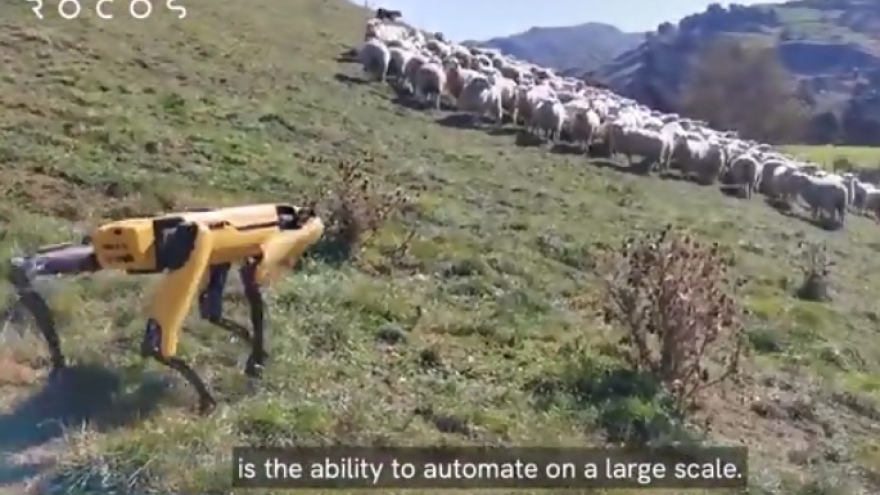 Kinh ngạc trước robot thông minh chăn cừu trên đồi