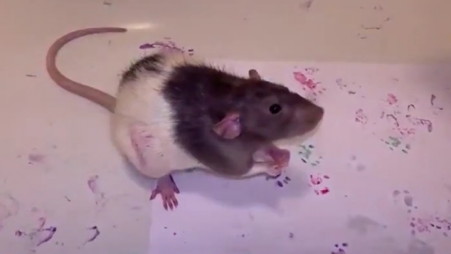 Video: Chú chuột cảnh đáng yêu xoay vòng để vẽ tranh bằng chân