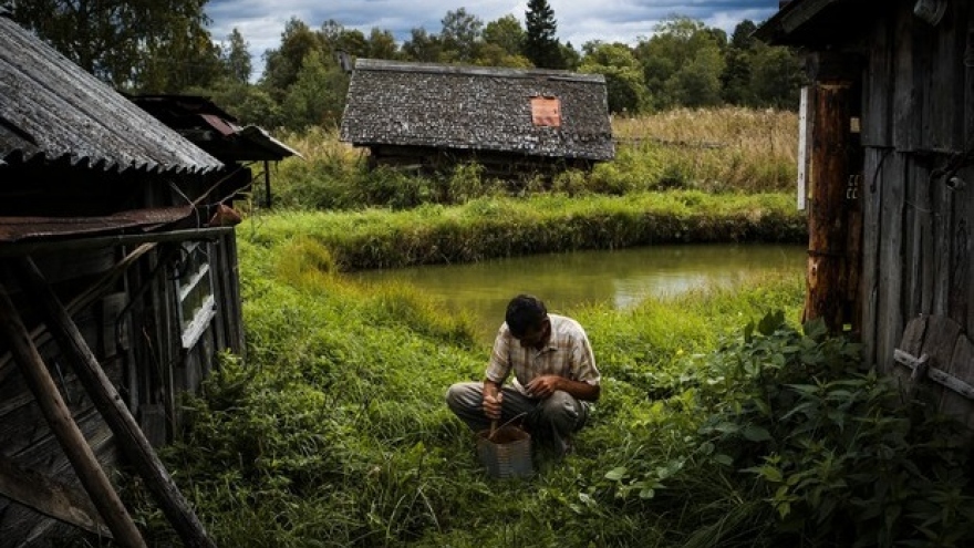 Nhiều cư dân Nga trốn dịch Covid-19, ra ngoại ô trồng rau, nuôi gà