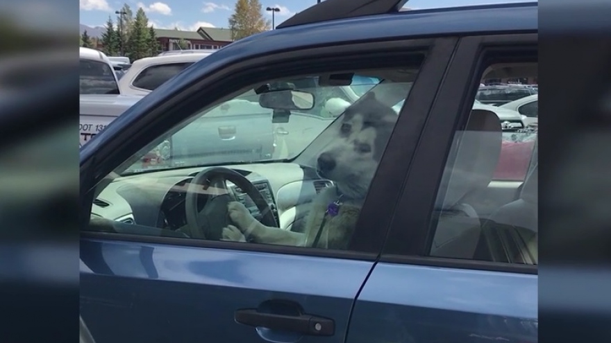 Video: Cô chó thiếu kiên nhẫn bấm còi ô tô inh ỏi gọi chủ về