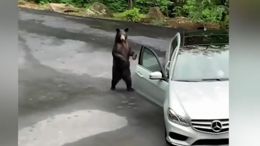 Chết cười với chú gấu sợ hãi bỏ chạy vì gặp phải tiếng la hét ầm ĩ