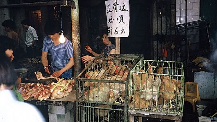Trung Quốc từng bước xóa bỏ giao dịch, giết mổ gia cầm sống tại các chợ
