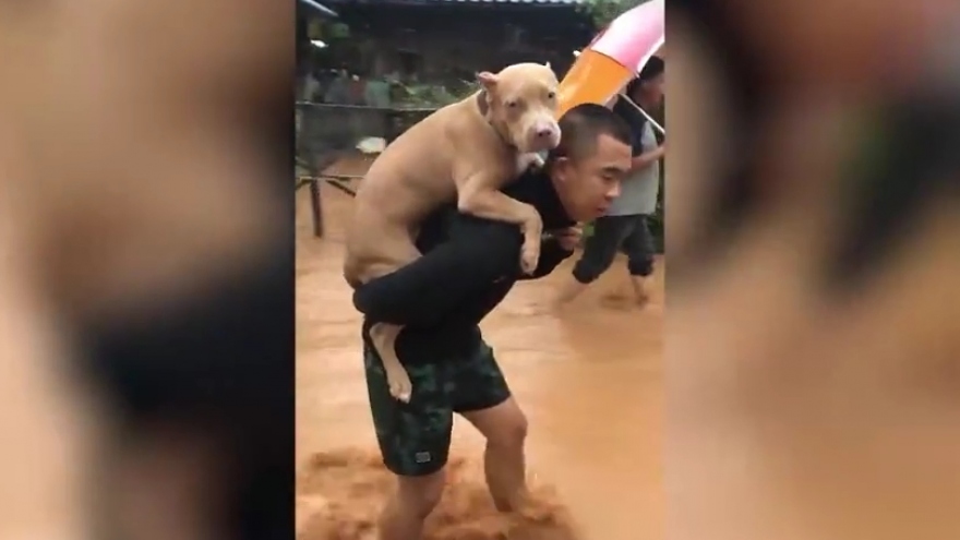 Video: Người chủ cõng chó cưng ra khỏi khu vực lụt lội ở Thái Lan