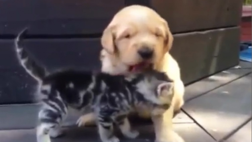 Video: Chú cún yêu quý, âu yếm mèo con dễ thương