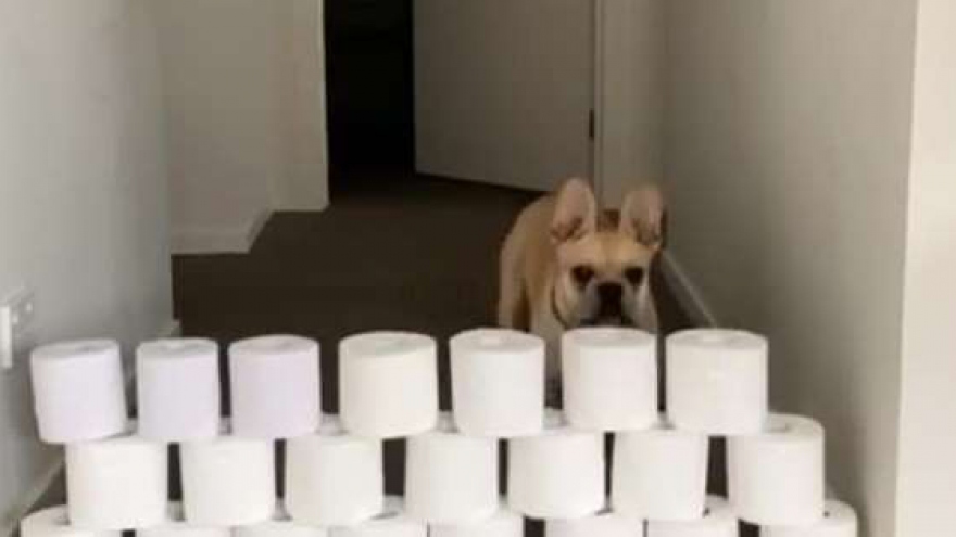 Video: Xem chú chó chinh phục thách thức “giấy vệ sinh”