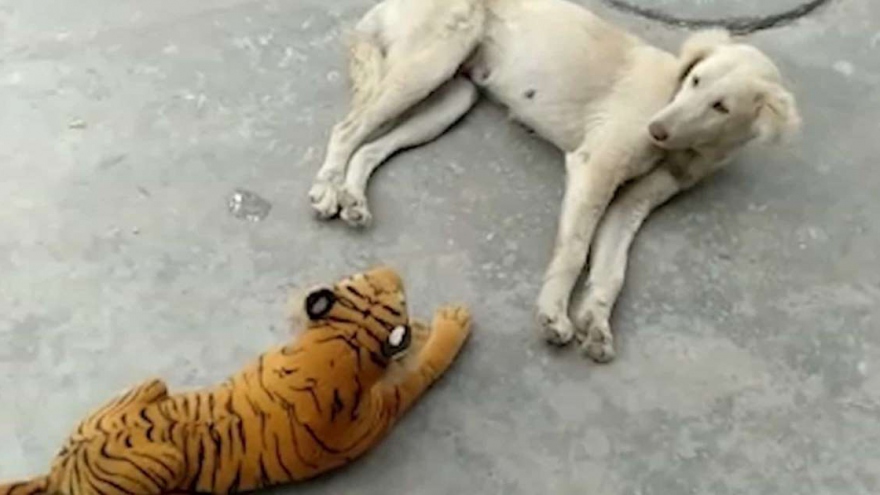 Chú chó đang lim dim ngủ bỗng giật bắn mình vì hổ… nhồi bông