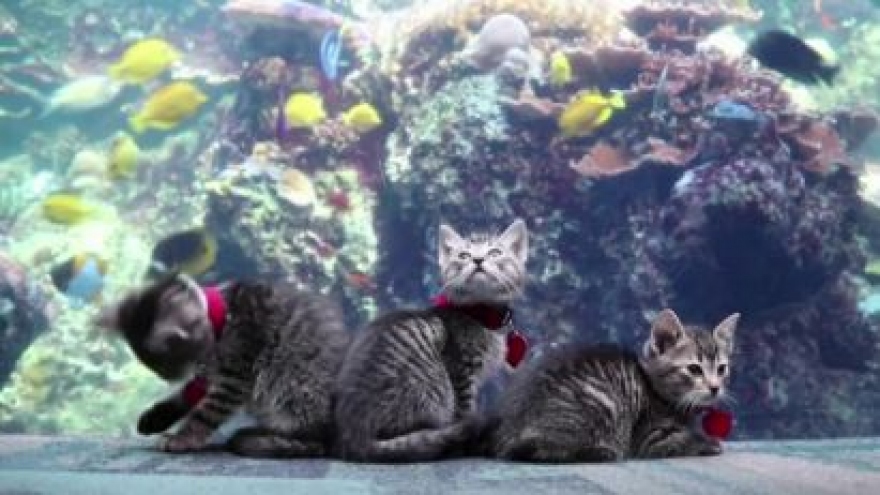 Video: Đàn mèo con siêu dễ thương đi thăm công viên đại dương