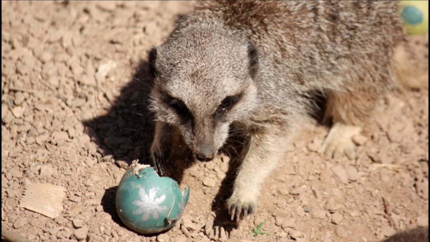 Video: Những chú chồn Meerkat đua nhau tìm Trứng Phục sinh