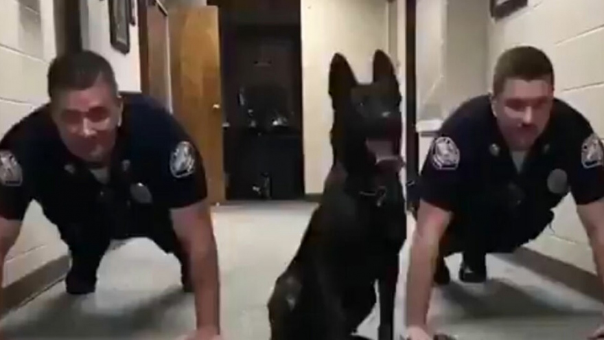 Không thể nhịn cười cách chú chó Shepherd tập chống đẩy cùng cảnh sát