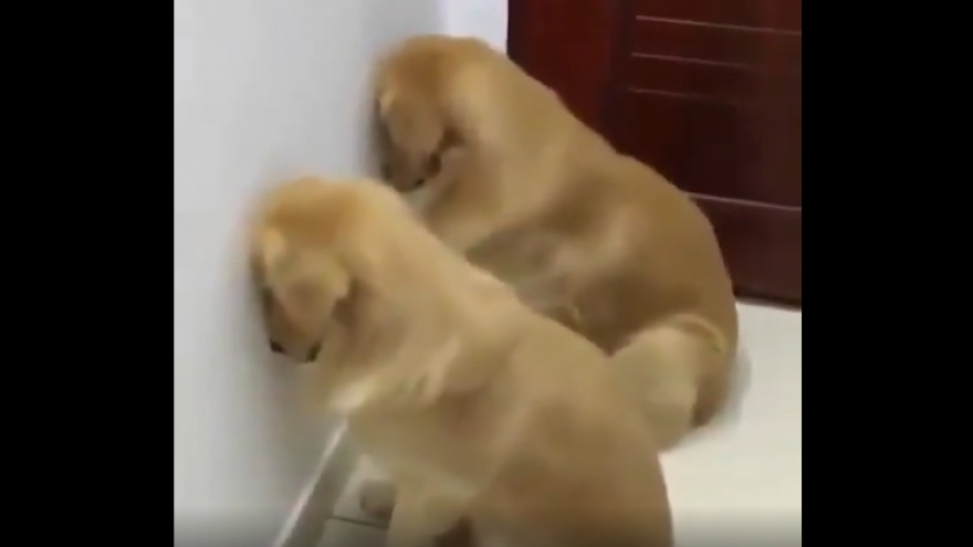 Video: Hai chú chó bị phạt “đứng úp mặt vào tường” vì tội cắn giày dép