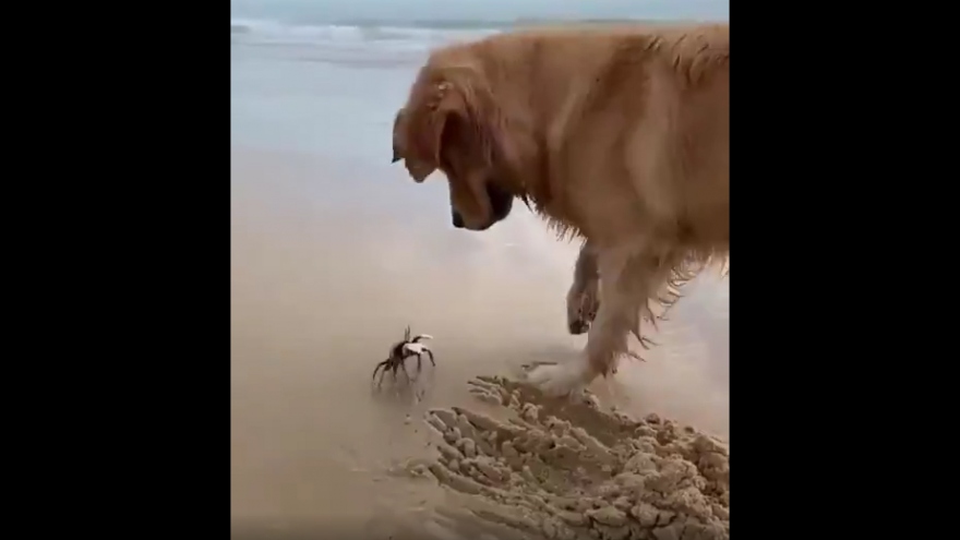 Phản ứng của chú chó khi gặp cua trên bãi biển