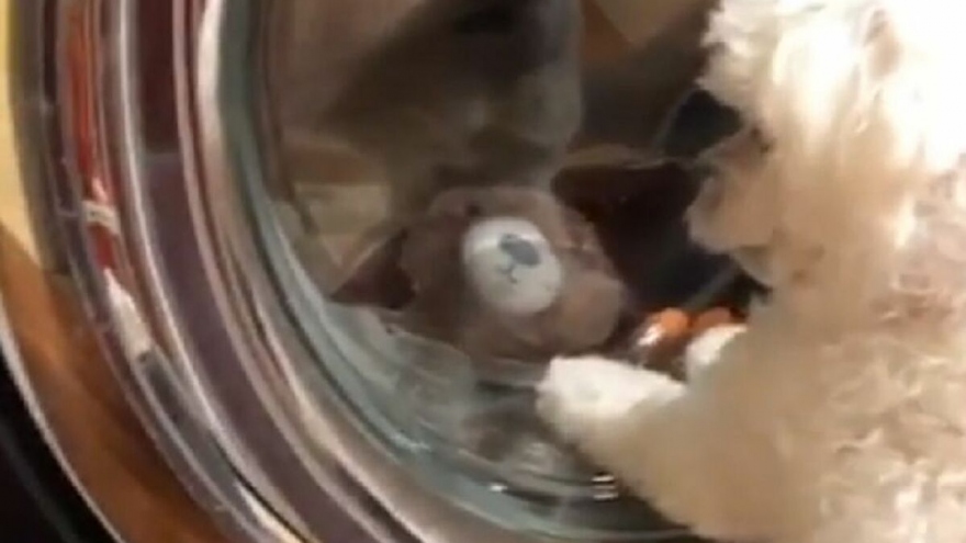 Video: Chú chó luống cuống tìm cách giải cứu “bạn thân” trong máy giặt