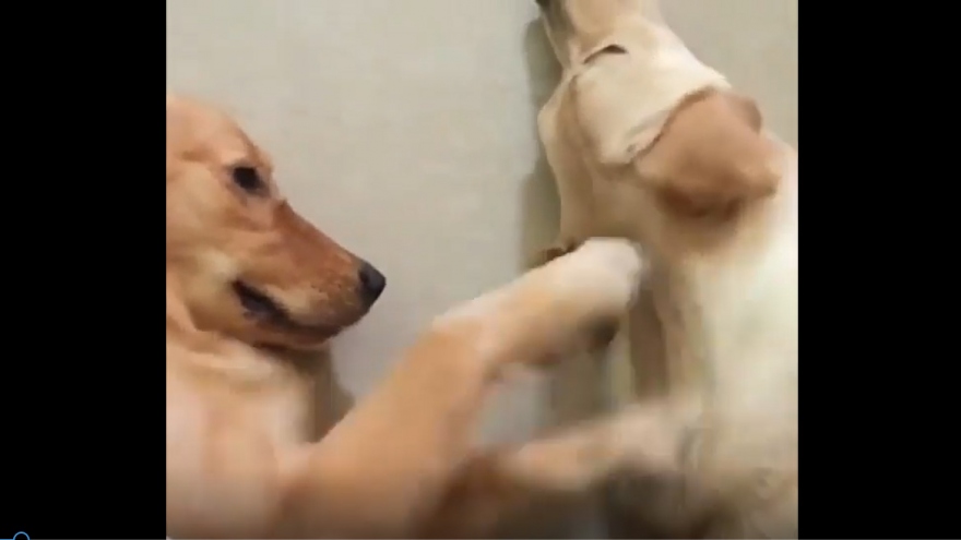 Video: Chú chó mát xa lưng cho “bạn thân” để tránh làm phiền chủ