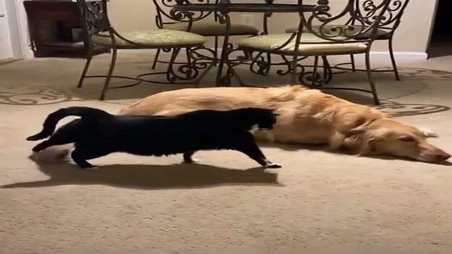Video chứng minh tình bạn thân thiết giữa chó và mèo
