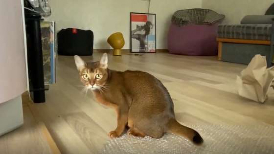 Video: Chết cười chú mèo mê mẩn trò “nổ bong bóng”