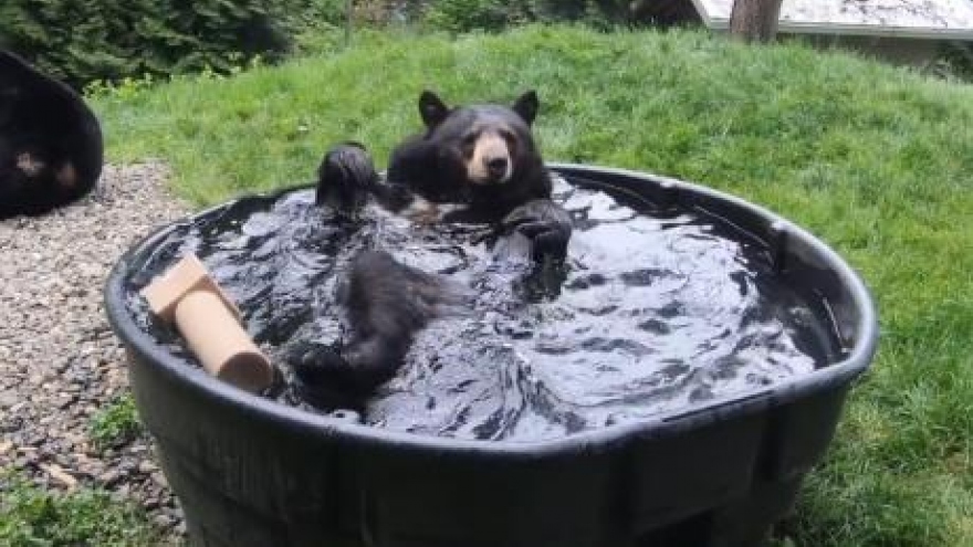 Video: Chú gấu đen thỏa thích vùng vẫy trong chậu tắm như em bé