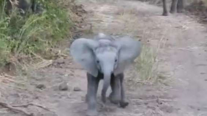 Video: Chú voi con “dũng cảm” định tấn công xe chở người đi săn