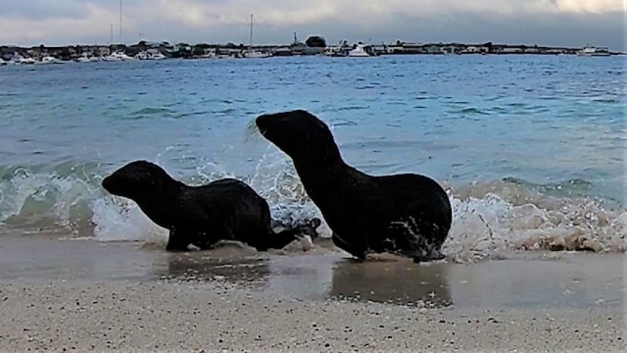 Video: Hai chú sư tử biển “chạy cong đuôi” khi bị sóng đánh