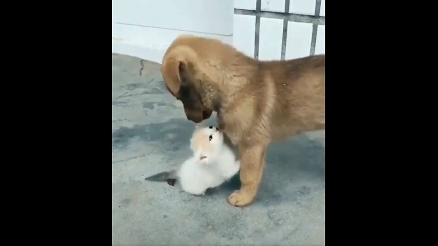 Video: Tan chảy cách mèo con kết thân với chó con