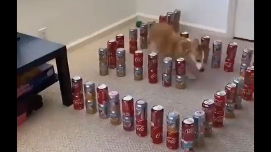 Xem chú chó corgi khéo léo chinh phục thách thức mê cung