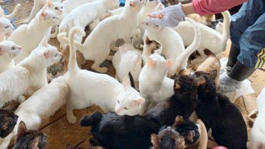 Một gia đình ở Nhật Bản bị khởi tố vì... nuôi 238 con mèo