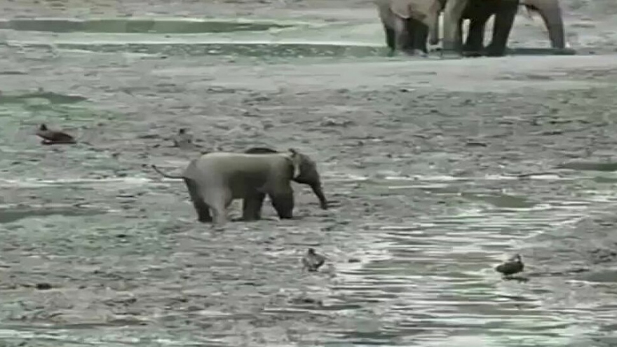 Hình ảnh dễ thương của chú voi con chạy tung tăng tìm bạn chơi cùng