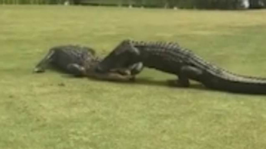 Video: Cá sấu “đại chiến” trên sân golf