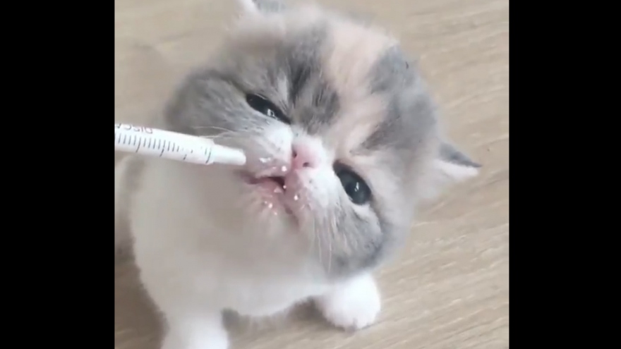 Khoảnh khắc đáng yêu của chú mèo con khi ăn sữa bằng xi lanh