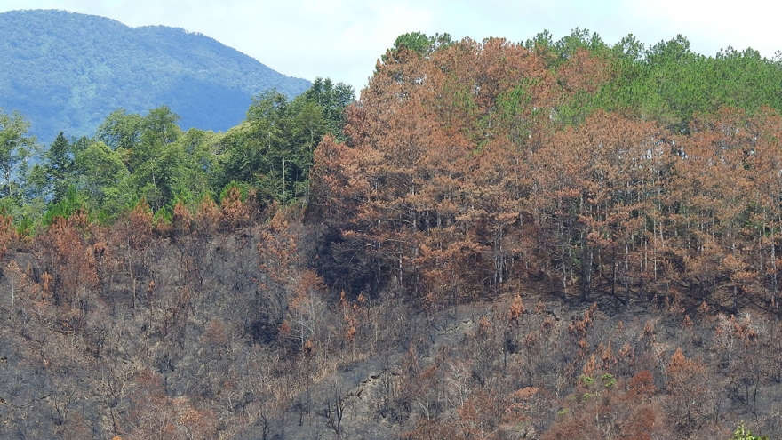 Khẩn trương điều tra vụ cháy hơn 12ha thông ở Kon Tum