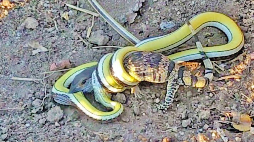 Video: Cuộc chiến sinh tử của thằn lằn với rắn cát