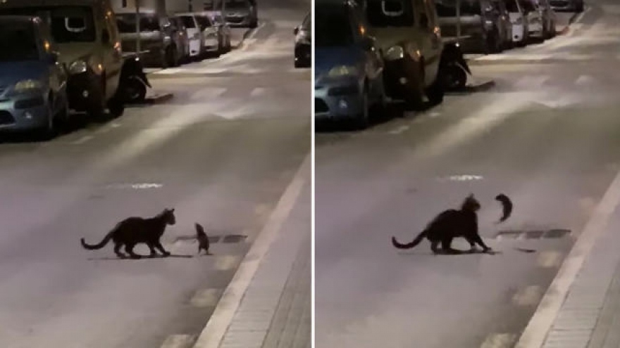Video: Chú chuột xuất chiêu “như ninja” khi gặp mèo giữa đường