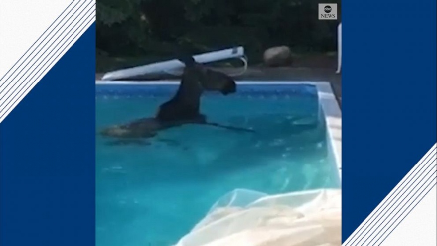 Video: Chú nai sừng tấm “tắm trộm” hàng giờ trong hồ bơi