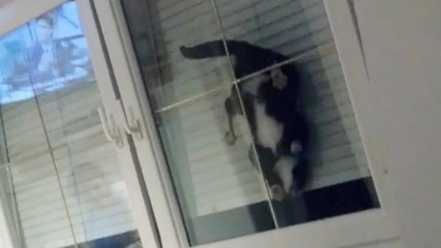 Video chứng minh biệt tài “hóa lỏng” của mèo