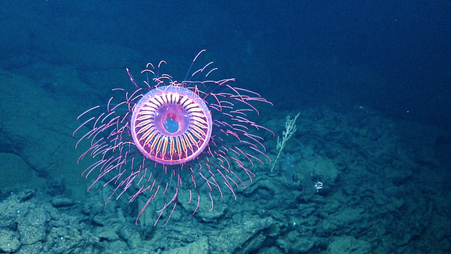 Choáng ngợp trước loài sứa cực hiếm, rực rỡ như pháo hoa