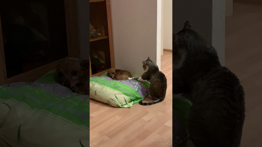 Video: Cách chú mèo “gây chú ý” với chó con