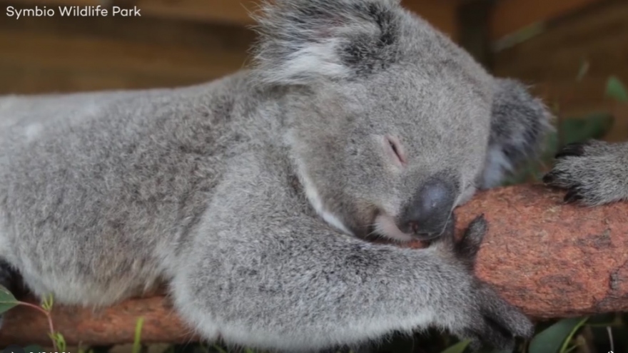 Lý do gấu koala có thể ngủ suốt cả ngày