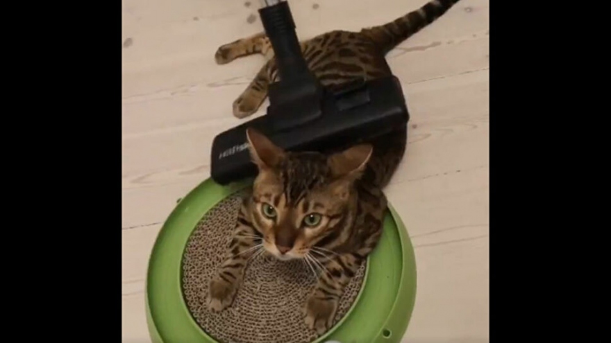 Chú mèo Bengal lần đầu trải nghiệm mát-xa bằng máy hút bụi