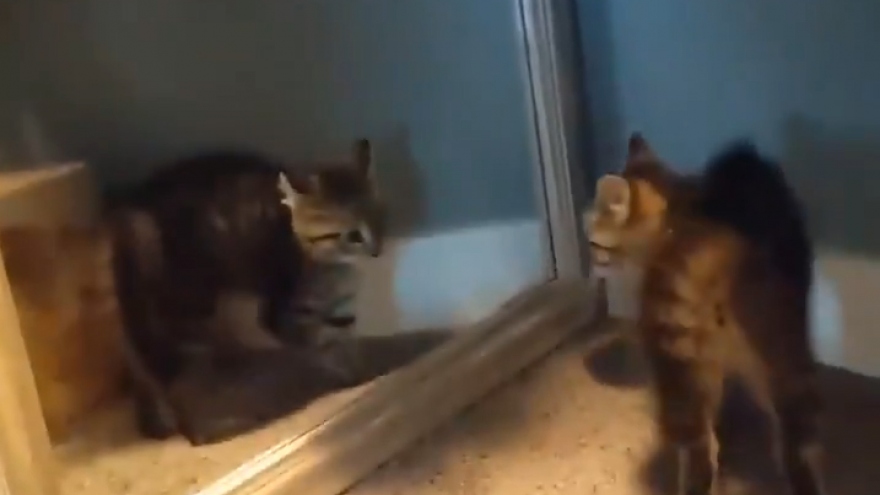 Phản ứng của mèo con khi bắt gặp chính mình trong gương