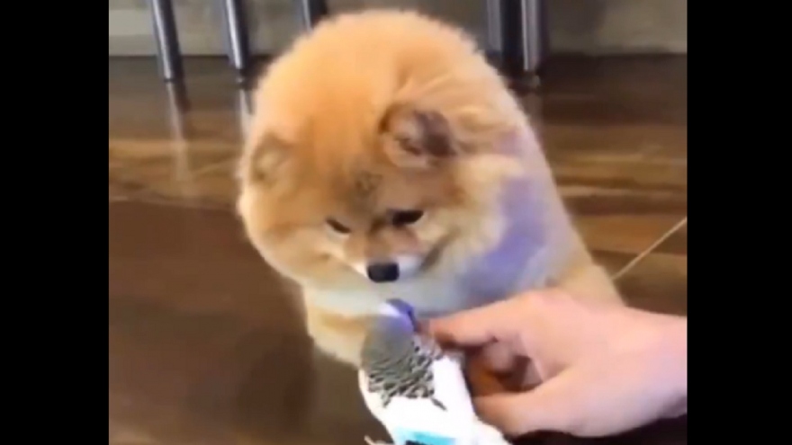 Video: Chú vẹt bối rối khi làm quen với chó con