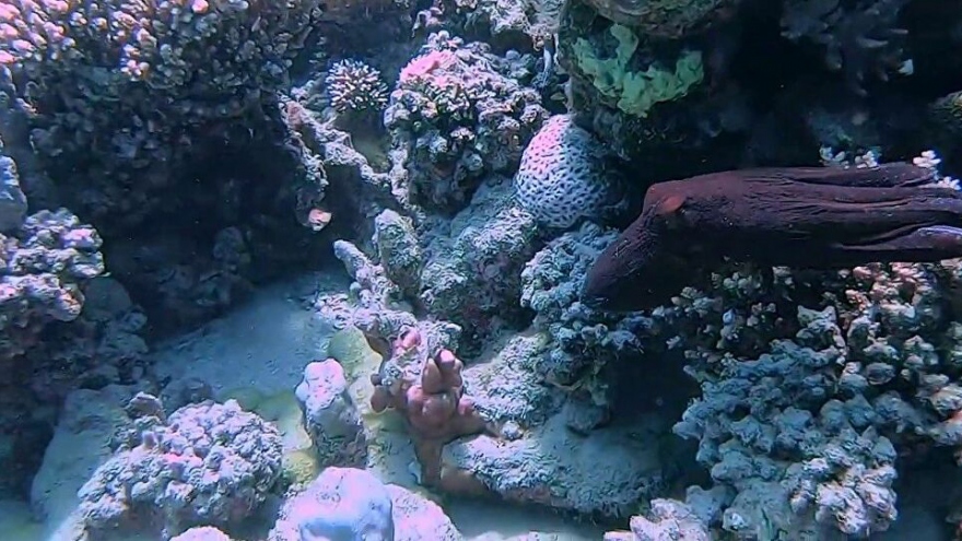 Xem “bậc thầy ngụy trang” ẩn mình giữa rạn san hô
