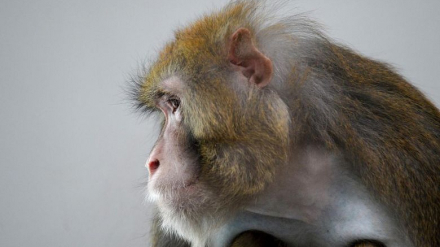 Khỉ sau khi mắc Covid-19 có miễn dịch ngắn hạn