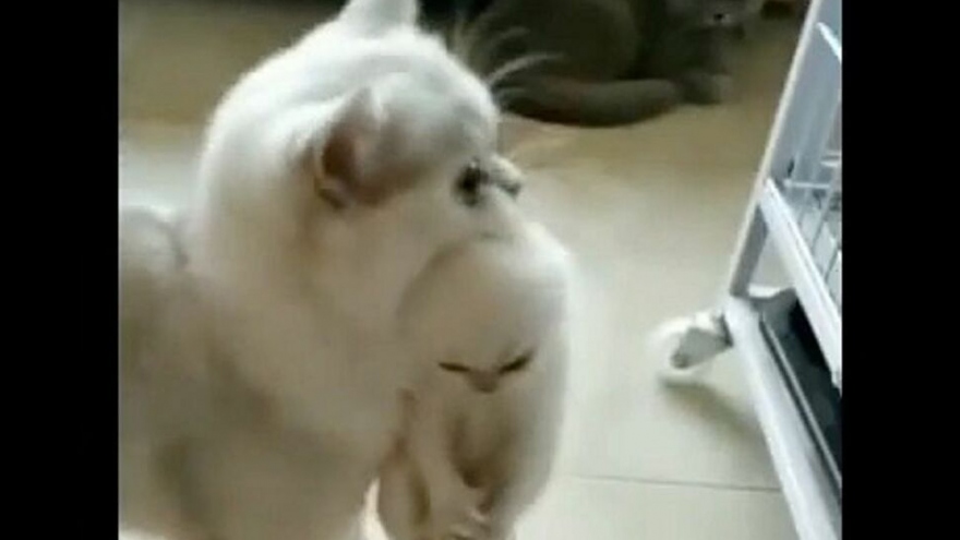 Video: Mèo mẹ vừa tha mèo con vừa leo về ngôi nhà ở trên cao