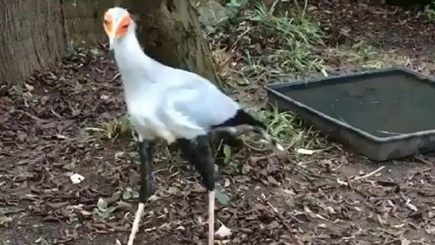 Video: Cách tấn công con mồi kỳ lạ của diều ăn rắn