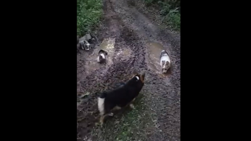 Video: Khoảnh khắc những chú chó hồn nhiên chơi đùa trong vũng bùn