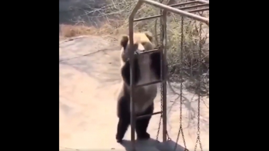 Video: Chú gấu tìm cách xả stress khi ở quá lâu trong vườn thú